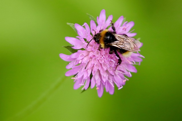 Free Dark Earth Bumblebee Flower Background photo and picture
