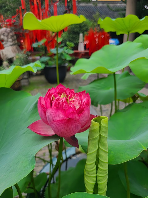 Lotus, Beten, Asien, Tempel
