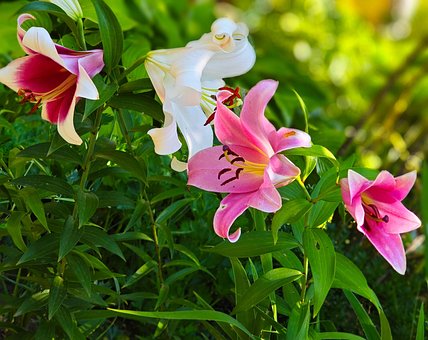 Free Lily Giant photo and picture