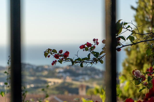 Blume, Rose, Natur, Landschaft, Grün