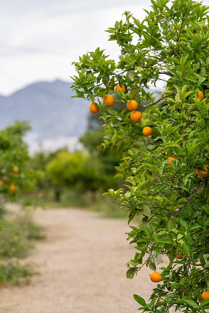 Appelsiner, Grøn, Træ, Appelsin Plantage