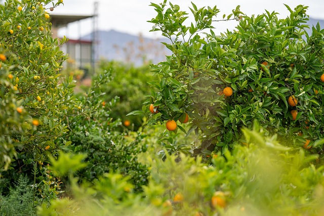 Orange, Grøn, Appelsin Plantage