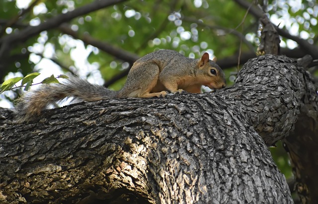 Free Squirrel Animal photo and picture