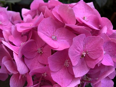Free Nature Fuchsia photo and picture