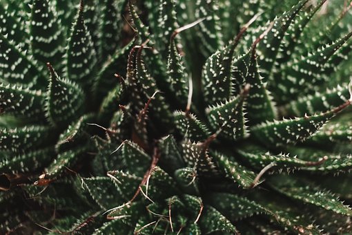Free Plant Green photo and picture