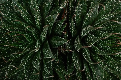 Free Cactus Juicy photo and picture