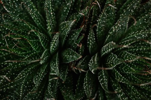 Free Cactus Juicy photo and picture