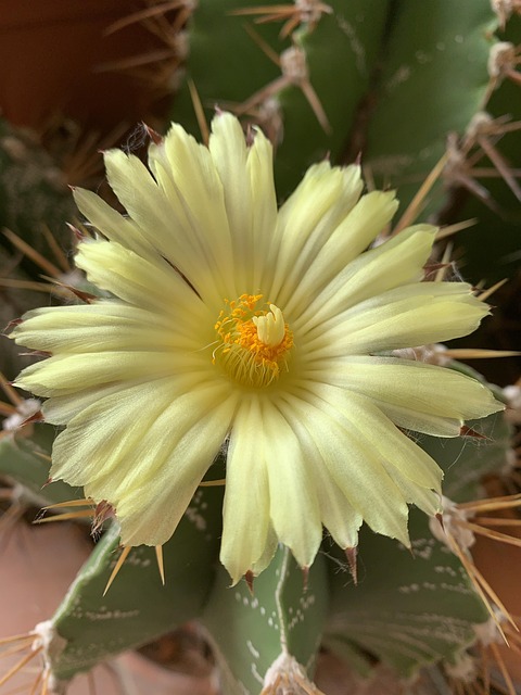 Free Yellow Cactus photo and picture