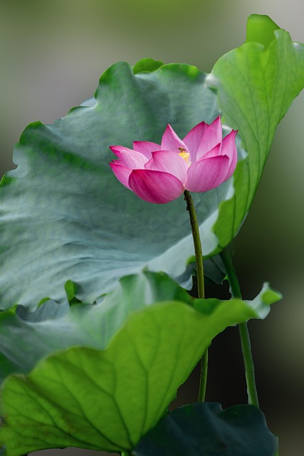 Free Flowers Lotus photo and picture