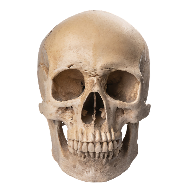 Free ai generated skull skeletal illustration