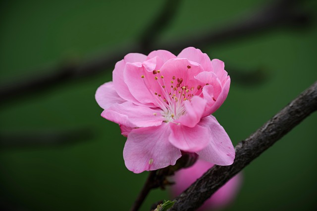 Flores, Bitao, Rosa, Pétalas, Primavera