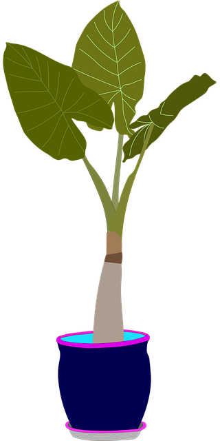 Plantelor, Alocasia, Botanică