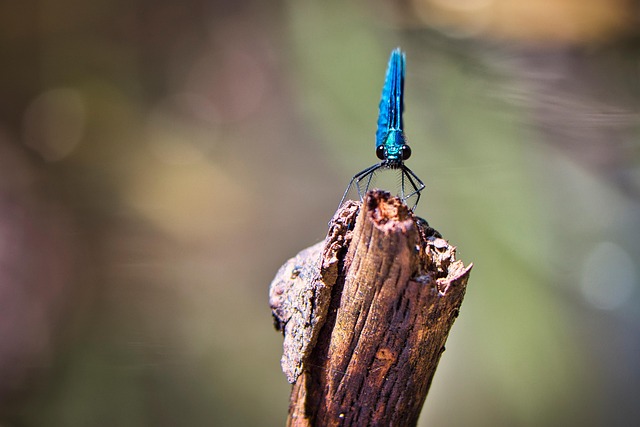 Free Dragonfly Insect photo and picture