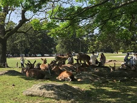 Free Japanese Deer Nara illustration and picture