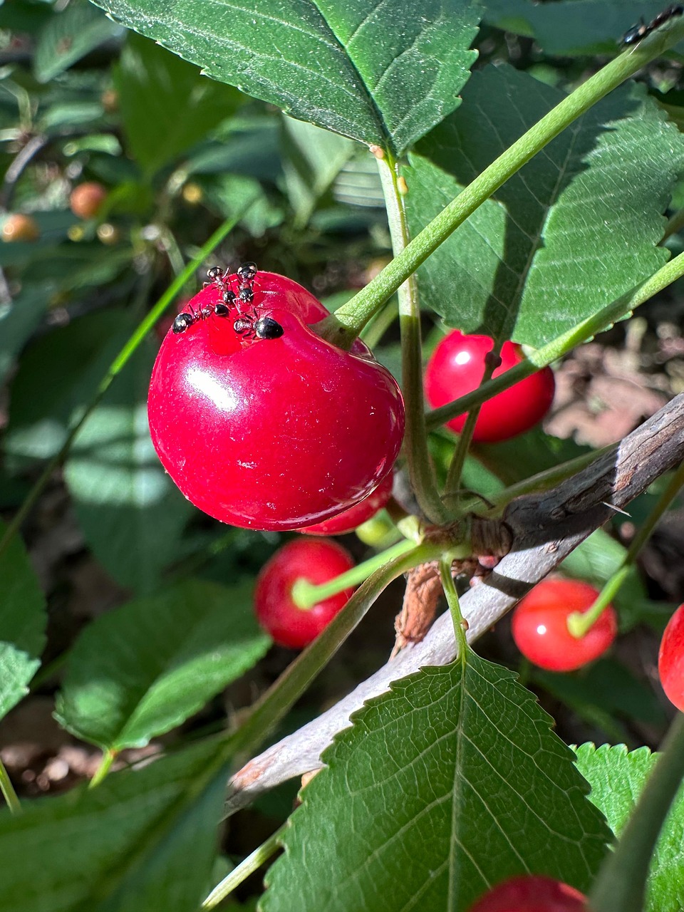 Cerise Le Printemps Photo Gratuite Sur Pixabay Pixabay cerise-le-printemps-photo-gratuite-sur-pixabay-pixabay