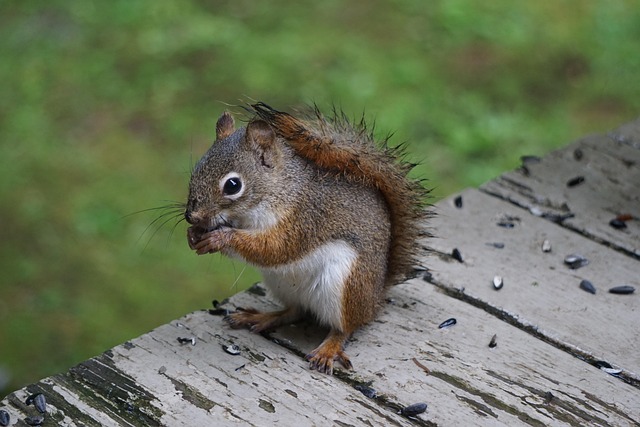 Animal, Esquilo, Roedor, Natureza