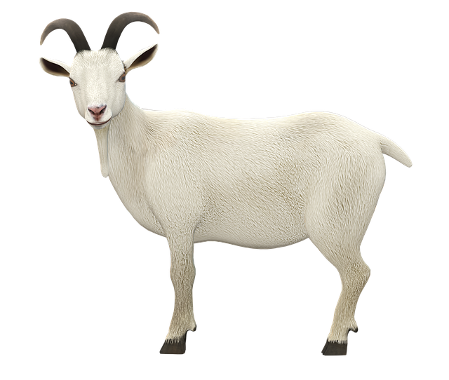 Free goat animal nature illustration