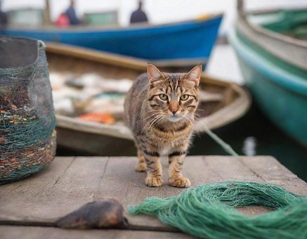 Tier, Katze, Fischerhafen, Marokko