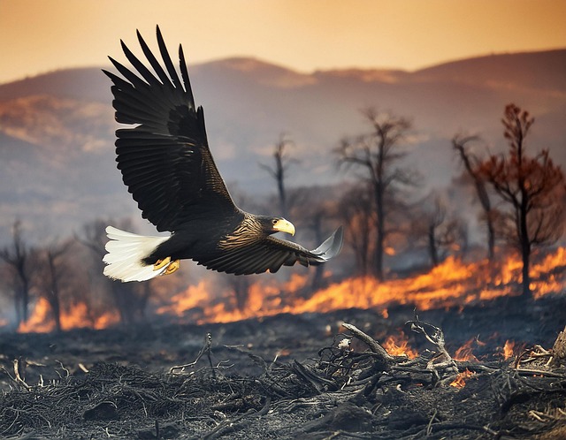 Free eagle fire environmental destruction illustration