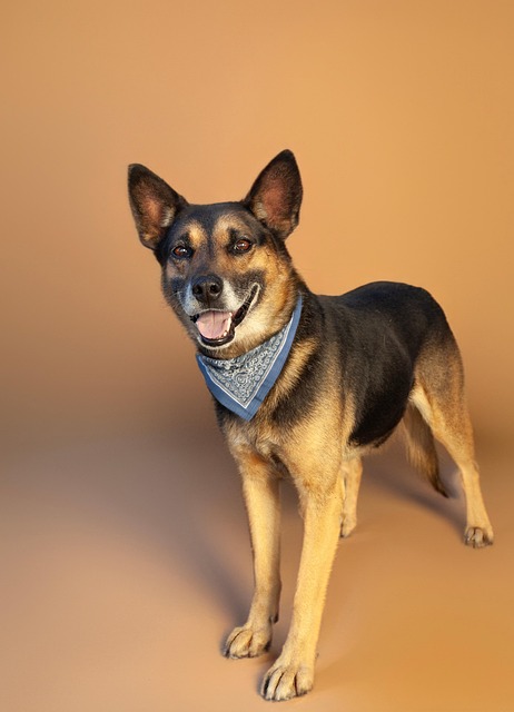 Free Animal Dog photo and picture