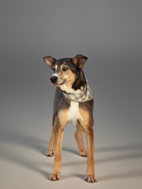Free Dog Animal photo and picture