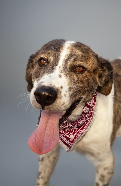 Free Dog Pet photo and picture