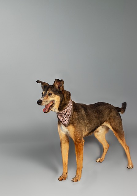 Free Dog Animal photo and picture