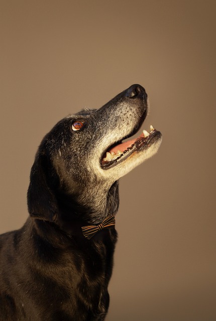 Free Dog Canine photo and picture