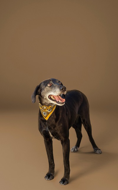 Free Dog Animal photo and picture