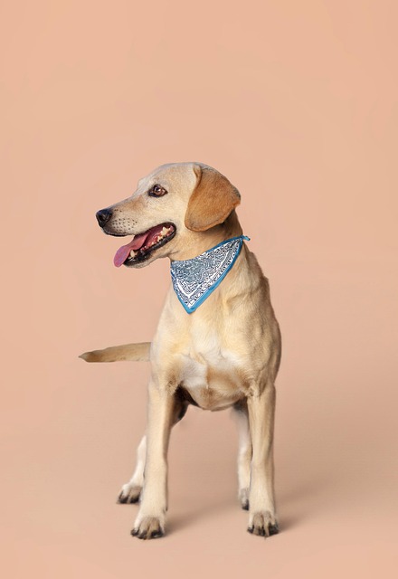 Free Dog Animal photo and picture