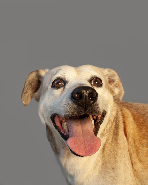 Free Dog Canine photo and picture