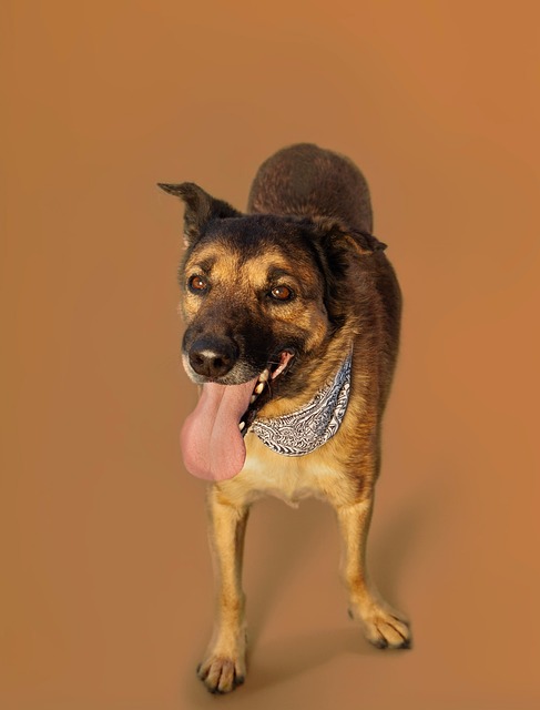Free Dog Animal photo and picture