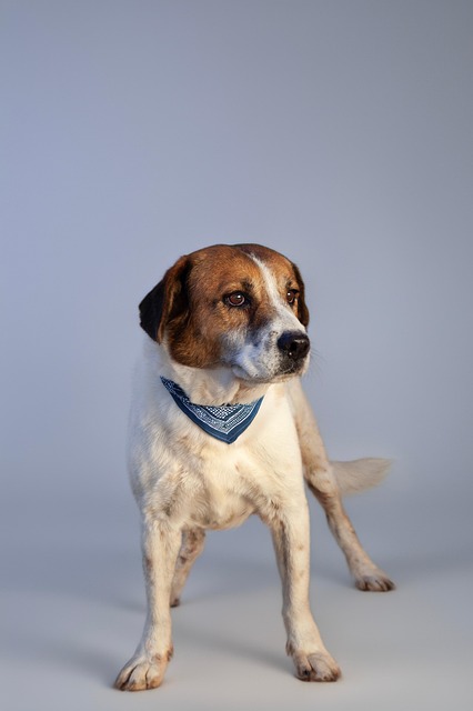 Free Dog Animal photo and picture