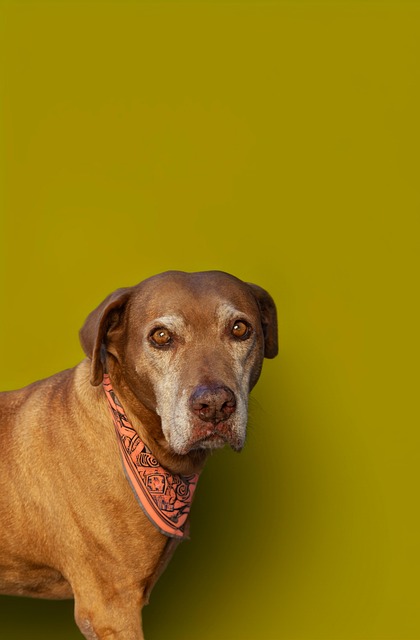 Free Dog Canine photo and picture