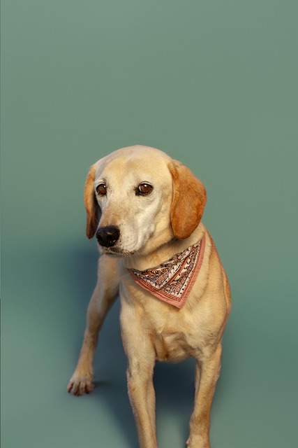 Free Dog Animal photo and picture