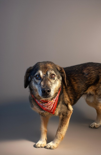 Free Dog Canine photo and picture