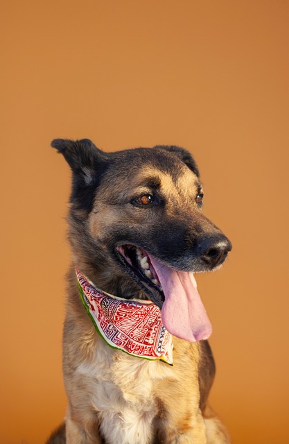 Free Dog Canine photo and picture