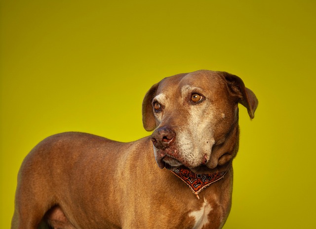 Free Dog Canine photo and picture