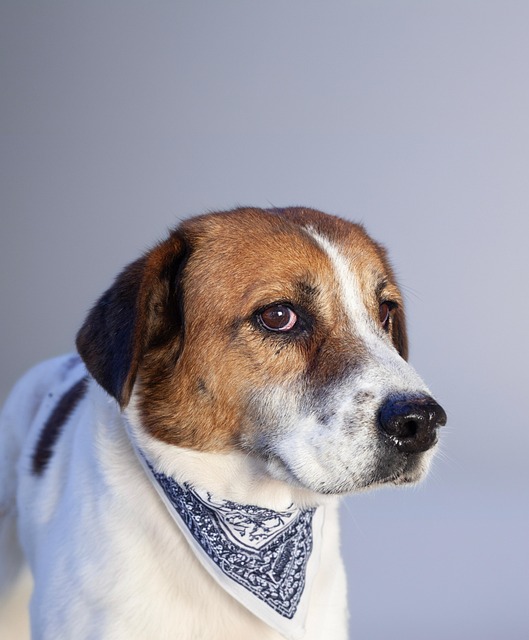 Free Dog Animal photo and picture