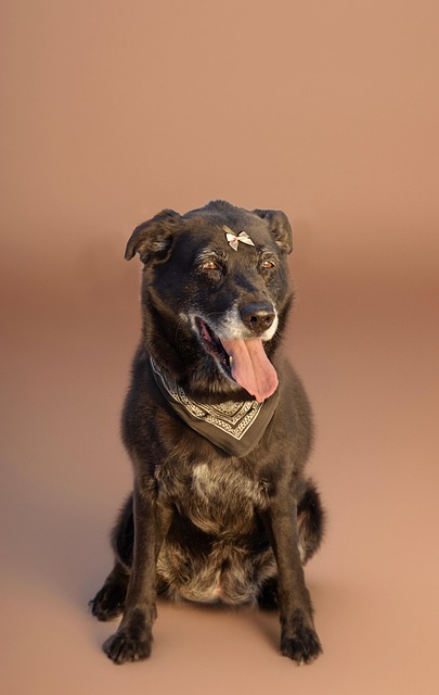 Free Dog Animal photo and picture