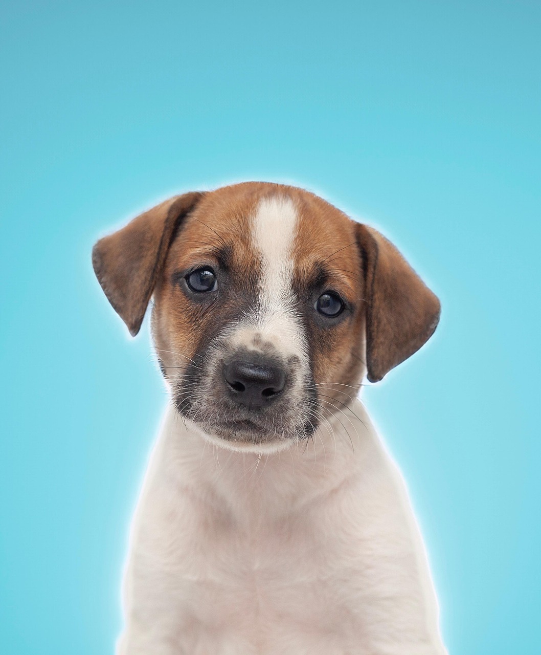 犬 動物 ペット - Pixabayの無料写真