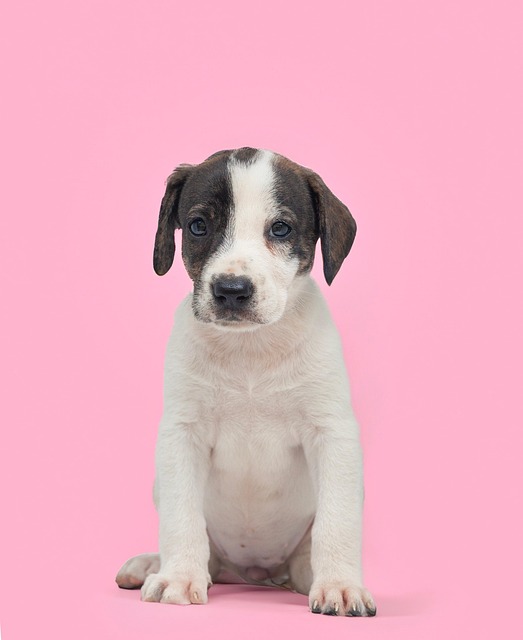 Free Dog Animal photo and picture