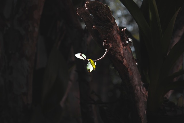 Knop, Lille Knop, Planteknop, Natur