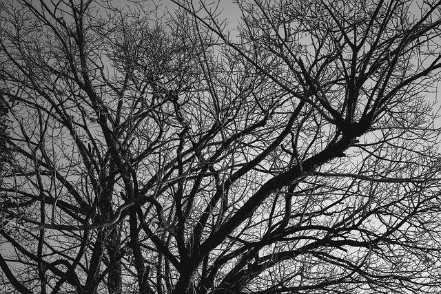 Natur, Træ, Landskab, Grene, Sort