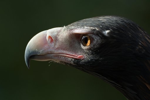 Free Wedge-Tailed Eagle Eagle photo and picture