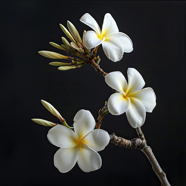 Free ai generated frangipani flower illustration
