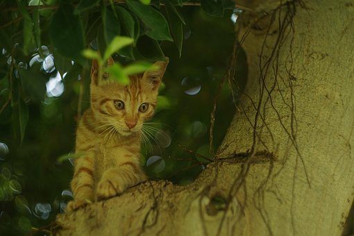 Free Cat Animal photo and picture