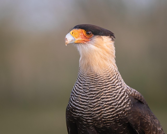Free Carancho Bird photo and picture