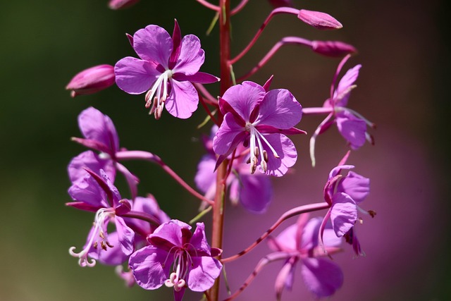 Download free HD stock image of Narrow-Leaved Willowherb Free Narrow-Leaved Willowherb photo and picture