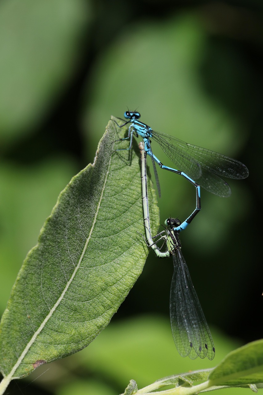Damselfly Insect Pair - Free photo on Pixabay
